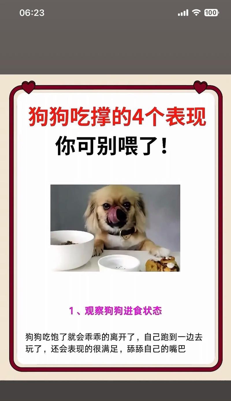 金毛犬不能吃的食物（宠物饮食健康须知）