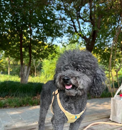 狗狗性成熟需要多长时间（了解宠物狗成长发育周期及如何正确引导）