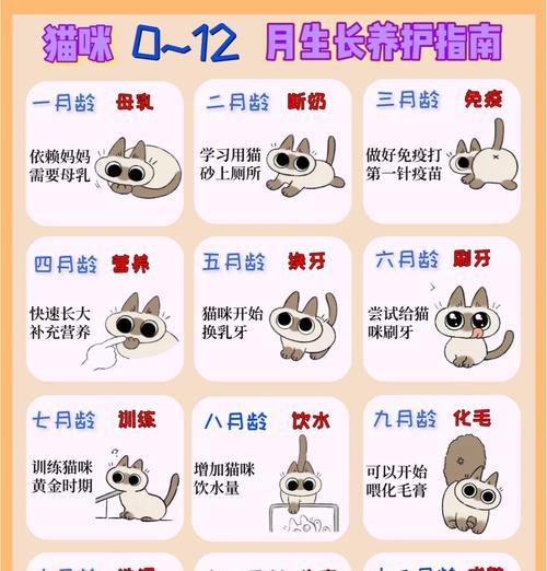 宠物猫打疫苗时间及注意事项（初次接触疫苗需谨慎）
