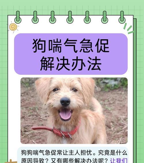 宠物小狗为何一直发抖（详解40多天小狗一直发抖的原因及应对方法）