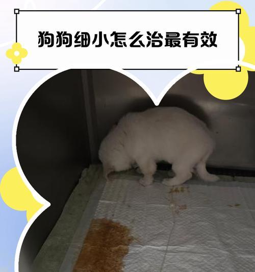 小狗连续吐三天，宠物主人必看（如何应对宠物连续呕吐）