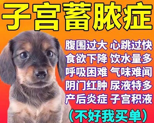 宠物的身体问题与用药（以狗身上生浓泡吃什么药为例）