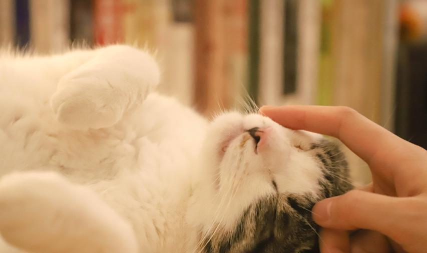 摸小猫的快乐（探寻与小猫亲密接触的感觉）