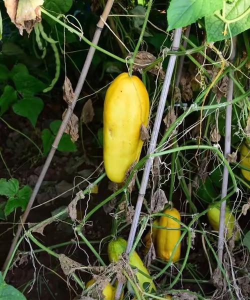 小狗2个月能吃金瓜吗？——宠物饮食安全问题探讨