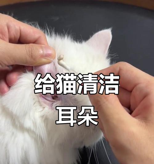 如何正确清理猫咪耳朵（宠物猫咪耳朵清洁的正确方法及工具介绍）