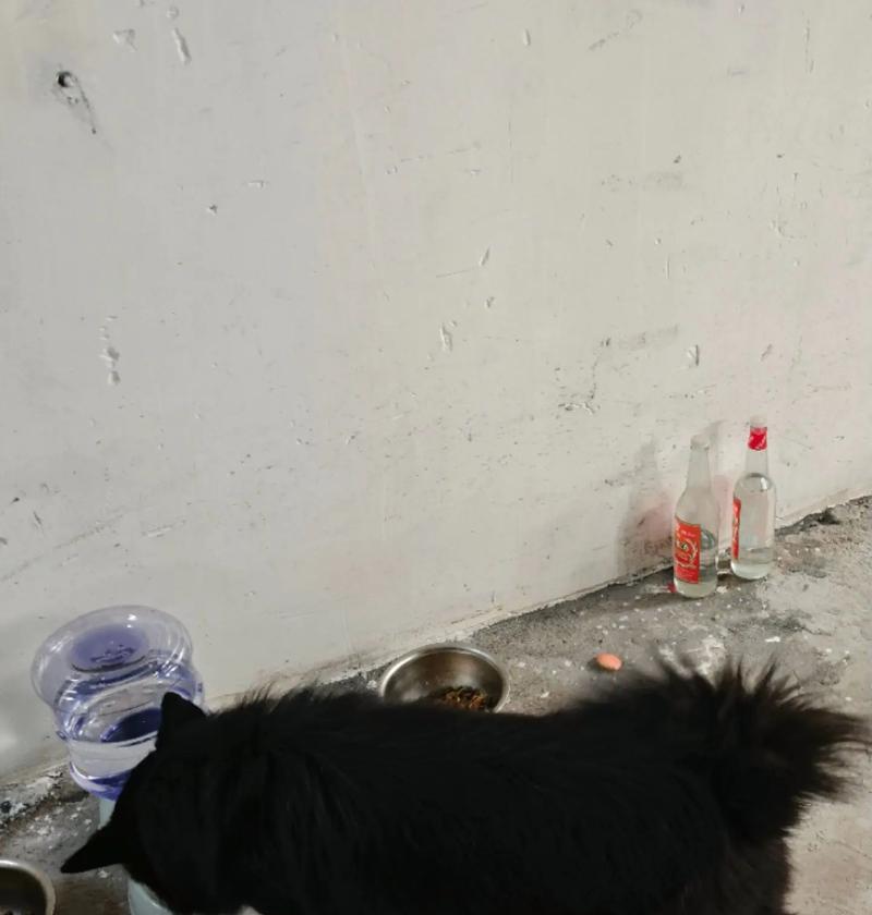 狗狗养护之打黑针详解（保护狗狗免疫系统的重要性）