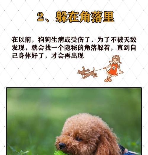 泰迪犬生病了怎么办（宠物犬的健康护理指南）